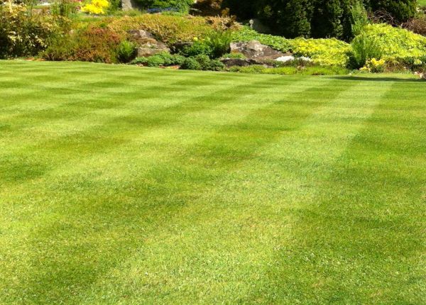 Commercial Grass Cutting in Lawrenceville